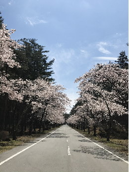 忍野高原　桜